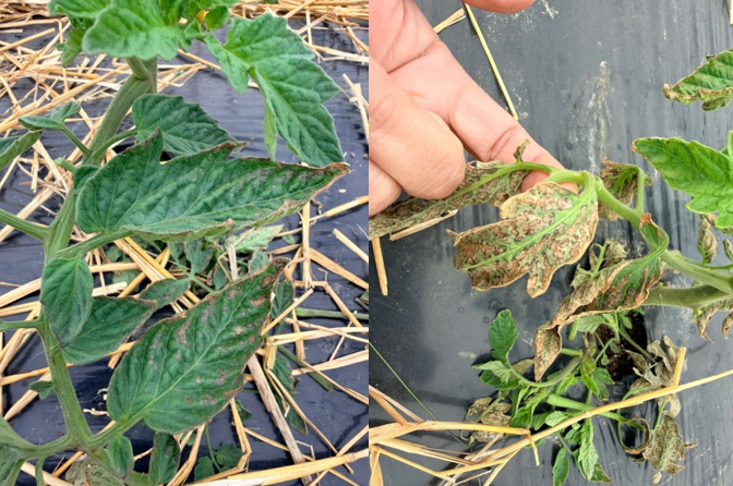 Boron toxicity on tomato leaves.